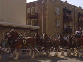 st_patty_parade_clydesdale